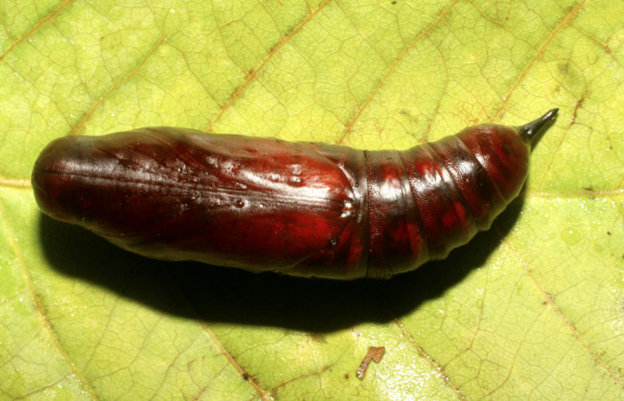 Fig. 10. Pupa de <i>Enyo cavifer</i> (Sphingidae), 45mm de longitud.  Vista ventral. Voucher: 06-SRNP-42280-DHJ414652.jpg.