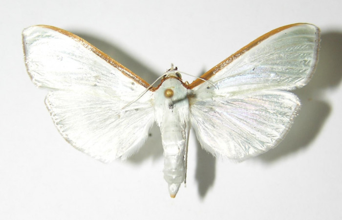 Fig. 4 Adulto <i>Diaphania glauculalis</i>. Vista dorsal. Voucher 01-SRNP-6736.1- DHJ333230.jpg