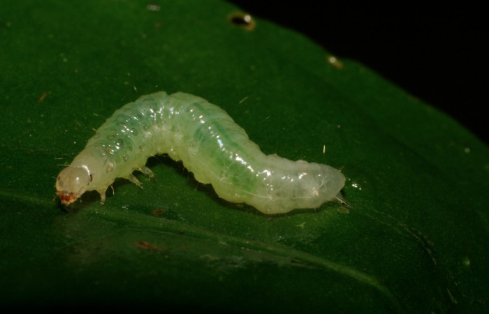 Fig 3. Larva <i>Diaphania glauculalis</i>. (Crambidae) penultimo estadío, Sendero perdido, planta hospedera <i>Tabernaemontana alba</i> familia (Apocynaceae). Voucher 06-SRNP-166-DHJ409435.jpg.