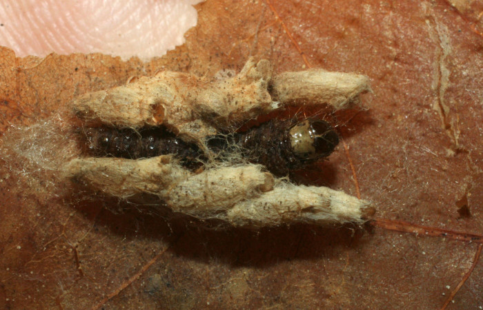 Fig. 8 . Capullos de la especie <i>Hypomicrogaster areolaris</i> de familia (Braconidae), pegado a cutícula de la larva <i>Diaphania glauculalis</i>. Voucher 08-SRNP-2574-DHJ453188.jpg