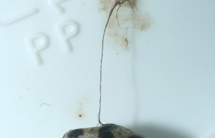Fig. 9 Capullo de parásito <i>Charops</i> GauldADHJ05 de la familia(Ichneumonidae), colgando en hilo de seda. Parásito de larva <i>Diaphania glauculalis</i>. Voucher 08- SRNP-4007-DHJ453224.jpg.