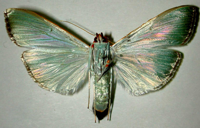 Fig .7 Adulto <i>Diaphania glauculalis</i>. Vista ventral. Voucher 98-SRNP-15213-DHJ33553.jpg.