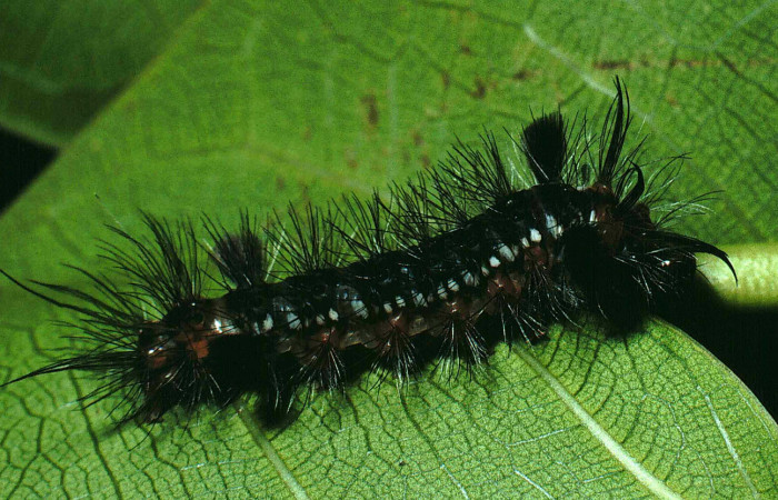 Fig. 14 Larva <i>Eucereon erythrolepsis</i>, mostrando la parte lateral entero. Voucher: 90-SRNP-910-DHJ12631.jpg.