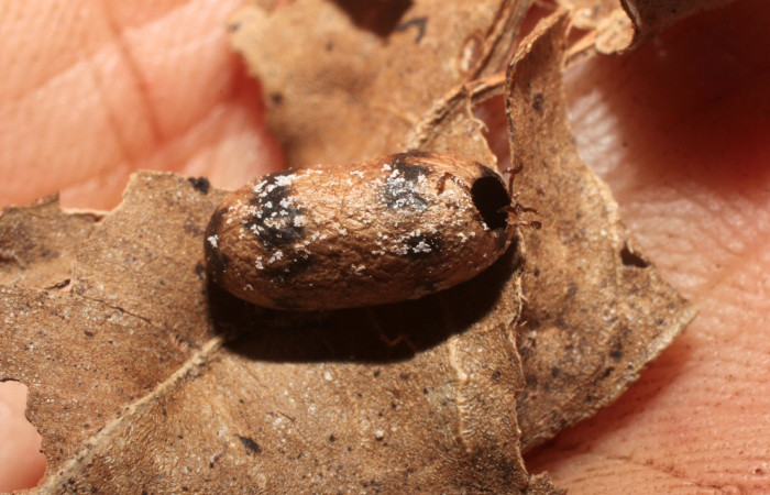 Fig. 17 Capullo de parásito <i>Casinaria</i> CAS-04/09DHJ01, familia (Ichneumonidae), Voucher: 10-SRNP-36108-DHJ800160.jpg.