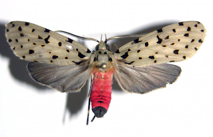 Fig.1 Adulto <i>Eucereon centrale</i>, macho mostrando la parte dorsal.Voucher: 03-SRNP-8237-DHJ94194.