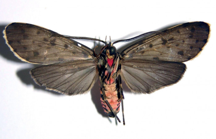 Fig. 2 Adulto <i>Eucereon centrale</i>, macho mostrando la parte ventral.Voucher: 03-SRNP-8237-DHJ94195.