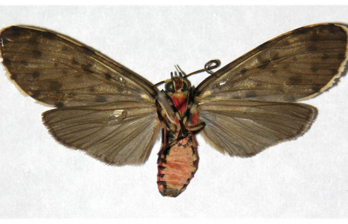 Fig. 4 Adulto <i>Eucereon centrale</i>, hembra mostrando la parte ventral.Voucher: 04-SRNP-61451-DHJ318655.