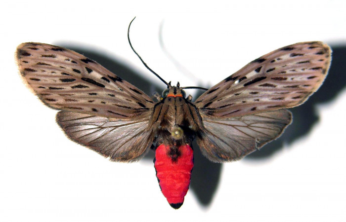 Fig. 5 Adulto <i>Eucereon erythrolepsis</i>, hembra mostrando la parte dorsal.Voucher: 92-SRNP-3024-DHJ92282.