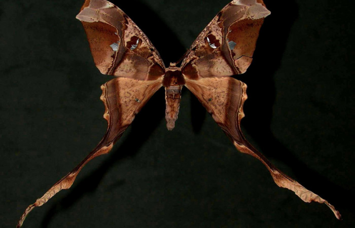 Fig. 1 Adulto vista dorsal hembra <i>Copiopteryx semiramis</i> (Saturnidae), mide 91mm de envergadura. Bosque San Emilio, Sector Santa Rosa, 300 m. 96-SRNP-7115-DHJ31177.
