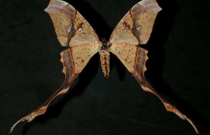 Fig. 2 Adulto vista ventral hembra <i>Copiopteryx semiramis</i> (Saturnidae), mide 91mm de envergadura Bosque San Emilio, Sector Santa Rosa, 300 m. 96-SRNP-7115-DHJ31178.