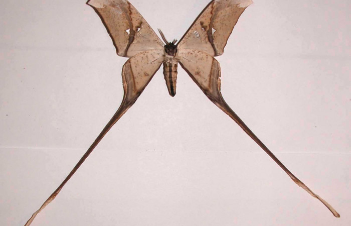 Fig. 4 Adulto vista ventral macho <i>Copiopteryx semiramis</i> (Saturnidae), mide 99mm de envergadura.Luces, Sector Santa Rosa, 300 m. 03-SRNP-12763-DHJ37169.