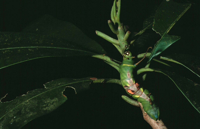 Fig. 7 Larva vista lateral entero <i>Copiopteryx semiramis</i> (Saturnidae), Quebrada Guapote, Sector Santa Rosa, 240 m. 84-SRNP-362-.DHJ56833