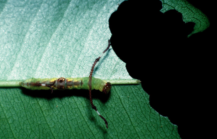   En (Fig.  9) Observamos larva Copiopteryx semiramis (Saturnidae) alimentándose posecionada en vena central de la hoja.