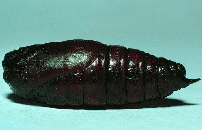 Fig. 12 Pupa lateral entero <i>Copiopteryx semiramis</i> (Saturnidae), Quebrada Guapote. Sector Santa Rosa, 240 m. 83-SRNP-1237-DHJ56819.