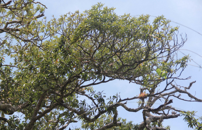 Figura 13. Planta Manilkara chicle (Sapotaceae). 26 de abril 2020 Agua Buena Sector El Hacha 220m. 