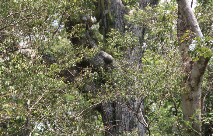 Figura 14. Planta Manilkara chicle (Sapotaceae). 26 de abril 2020 Agua Buena Sector El Hacha 220m. 