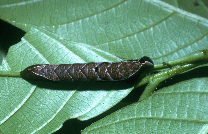 Figura 4. Larva <i>Unzela pronoe</i> (Sphingidae), último estadío (U) vista dorsal, localidad Ingas, Sector Pitilla ACG (580m). Voucher: 04-SRNP-32637-DHJ83860.jpg.
