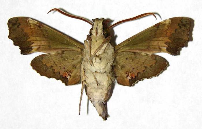 Figura 8. Adulto de <i>Unzela pronoe</i> (Sphingidae), macho vista ventral, localidad Estación Biológica Pitilla, Sector Pitilla ACG (675m). Voucher: 05-SRNP-31392-DHJ319251.jpg.