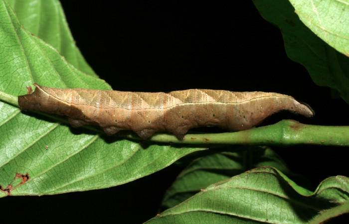 Figura 15. Larva <i>Unzela japix</i> (Sphingidae), último estadío (U) vista lateral, localidad Pasmompa, Sector Pitilla ACG (440m). Voucher: 06-SRNP-30512-DHJ412234.jpg.