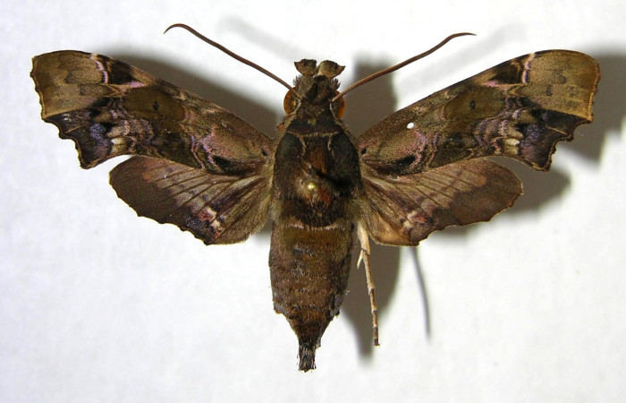 Figura 9. Adulto de <i>Unzela pronoe</i> (Sphingidae), hembra vista dorsal, localidad Sendero Sainos, Sector Mundo Nuevo ACG (397m). Voucher: 06-SRNP-57801-DHJ361230.jpg.