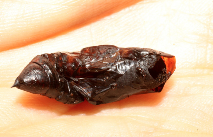 Figura 11. Restos de pupa de <i>Unzela pronoe</i> (Sphingidae), parasitada por <i>Belvosia</i> Woodley04A (Tachinidae) localidad Charia Estación Quica, Sector Pitilla ACG (530m). Voucher: 09-SRNP-73338-DHJ470333.jpg.