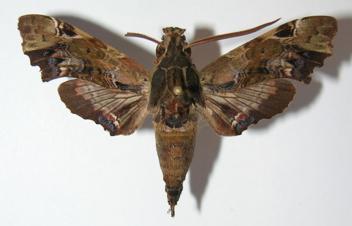 Figura 1. Adulto de <i>Unzela pronoe</i> (Sphingidae), vista dorsal, localidad Sendero Orosilito, Sector Pitilla ACG (900m). Voucher: 11-SRNP-31474-DHJ575384.jpg.