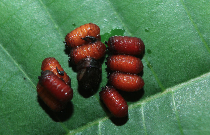 Figura 14. Puparios de parásitos <i>Drino alacris</i> (Tachinidae) que ataca <i>Unzela pronoe</i> (Sphingidae), localidad Sendero Manguera Estación Biológica Quica, Sector Pitilla ACG (470m). Voucher: 15-SRNP-72170-DHJ732068.jpg.