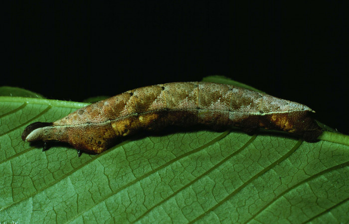 Figura 3. Larva <i>Unzela pronoe</i> (Sphingidae), último estadío (U) vista lateral, localidad Bosque Húmedo, Sector Santa Rosa ACG (290m). Voucher: 86-SRNP-224-DHJ9612.jpg.