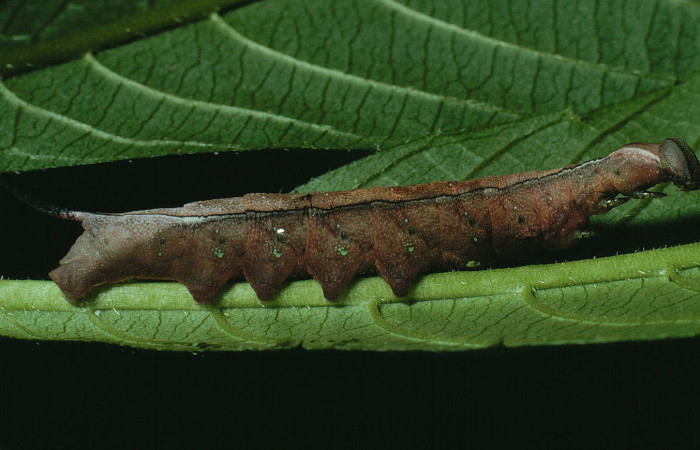 Figura 2. Larva <i>Unzela pronoe</i> (Sphingidae), penúltimo estadío (PU) vista lateral, localidad Bosque San Emilio, Sector Santa Rosa ACG (300m). Voucher: 90-SRNP-820-DHJ12576.jpg.