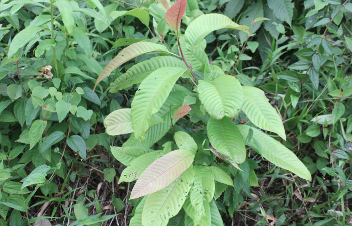 Figura 19. Planta hospedera de <i>Unzela pronoe</i> (Sphingidae), esta planta se llama <i>Davilla nitida</i> (Dilleniaceae), localidad Medrano Estación Biológica Quica, Sector Pitilla ACG (380m). Foto: Ricardo Calero, 21 Abril 2020.