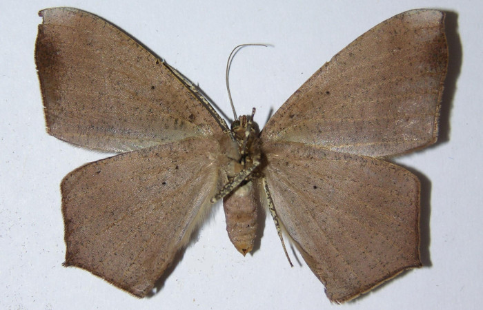 Figura 4. Adulto de <i>Prochoerodes striata</i> (hembra), vista ventral. (05-SRNP-57017-DHJ324897).