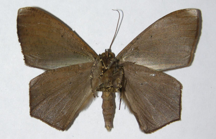 Figura 2. Adulto de <i>Prochoerodes striata</i> (macho), vista ventral. (05-SRNP-6996-DHJ330477).