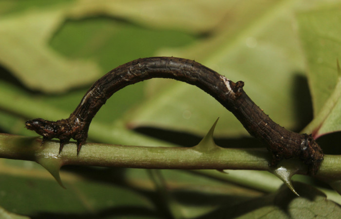 Figura 9. Larva <i>Prochoerodes striata</i>, (Geometridae), vista lateral. (14-SRNP-71286-DHJ723554).