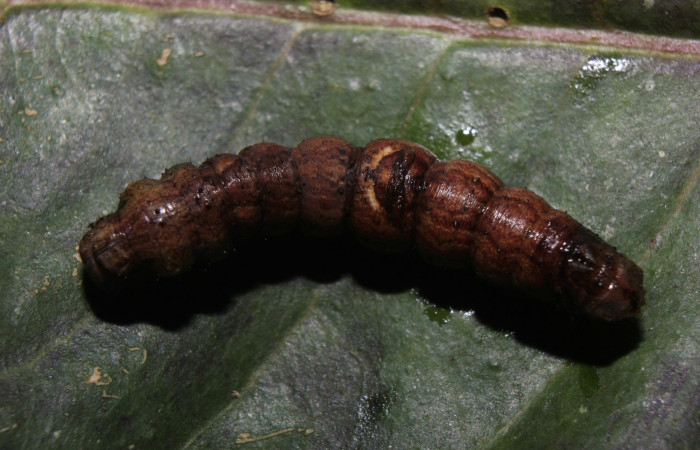 Figura 10. Prepupa de <i>Prochoerodes striata</i>, Geometridae, vista dorsal,  (14-SRNP-71286-DHJ723785).