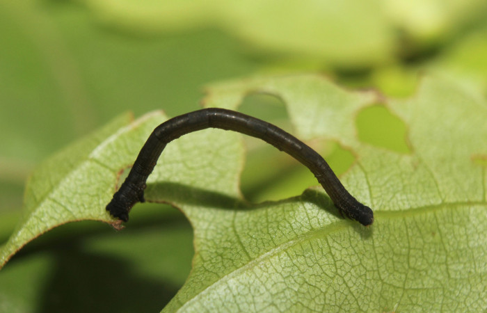 Figura 6. Larva <i>Prochoerodes striata</i>, (Geometridae), vista lateral. (14-SRNP-71367-DHJ723583).
