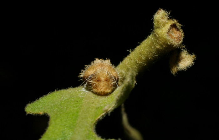 Fig. 5. Pupa <i>Arawacus sito</i> vista desde el frente. Voucher 05-SRNP-34648-DHJ420442.jpg