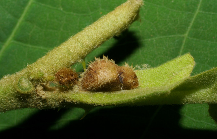 Fig. 6. Pupa <i>Arawacus sito</i> vista lateral entero.  Voucher 05-SRNP-34648-DHJ420443.jpg