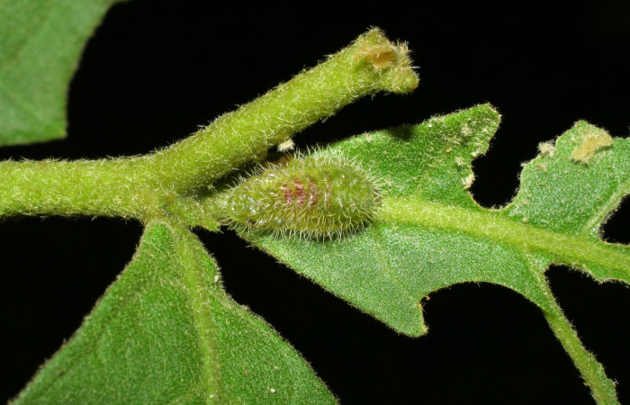 Fig. 11. Larva <i>Arawacus sito</i>, último estadio, parasitada  por avispa de la familia Chalcidae, chalJanzen01 Janzen24. Sector Pitilla localidad Pasmompa.  Voucher 05-SRNP-34648-DHJ424406.jpg