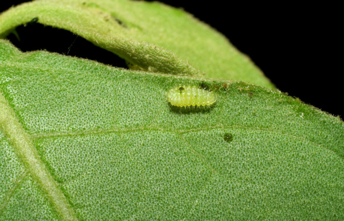 Fig 1. Larva  <i>Arawacus sito</i> vista lateral entero en segundo estadío. Voucher 05-SRNP-34680-DHJ423346.jpg