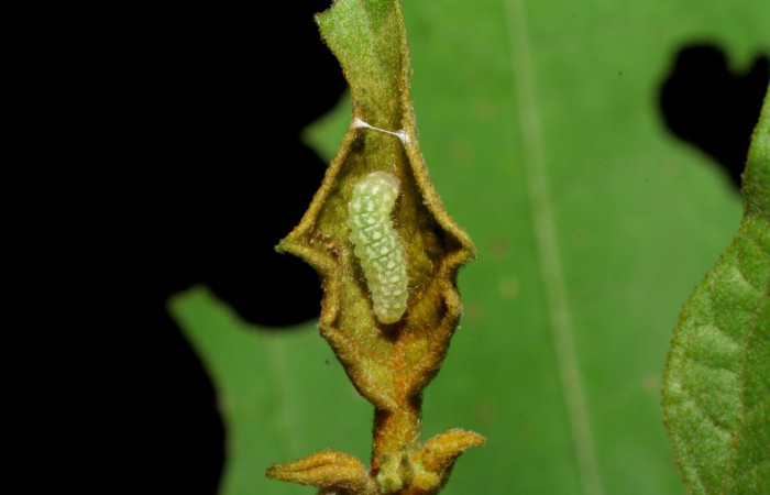 Fig. 2. Larva  <i>Arawacus sito</i> vista dorsal entero en tercer estadío.Voucher 05-SRNP-70152-DHJ420641.jpg.