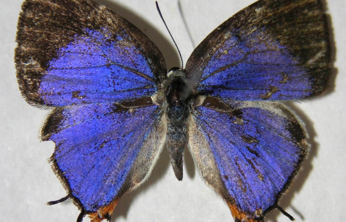 Fig. 7. Adulto <i>Arawacus sito</i> vista dorsal (macho) envergadura 24 mm.  Voucher 93-SRNP-8113-DHJ362984