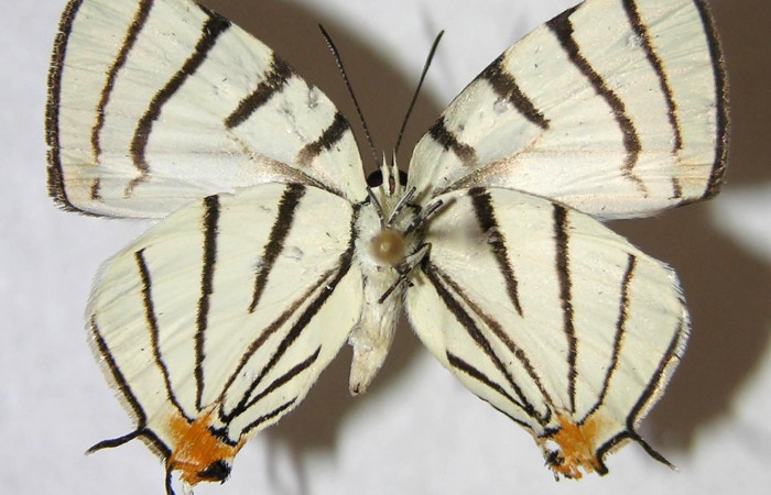 Fig. 10.Adulto <i>Arawacus sito</i> vista ventral  (hembra) envergadura 26 mm.  Voucher 97-SRNP-10127-DHJ363021