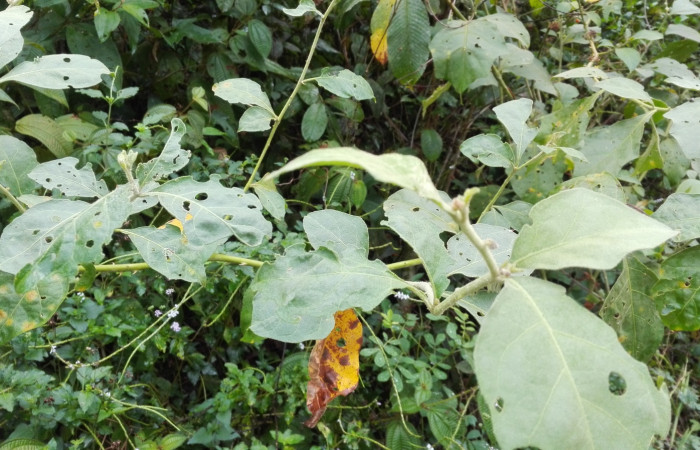 Fig. 4. Planta <i>Solanum hayesii</i>, hospedera de larva <i>Arawacus sito</i> (Lycaenidae) creciendo en los alrededores de Estación Llanura. Foto, Cirilo Umaña Dominguez, fecha 05/07/2020.