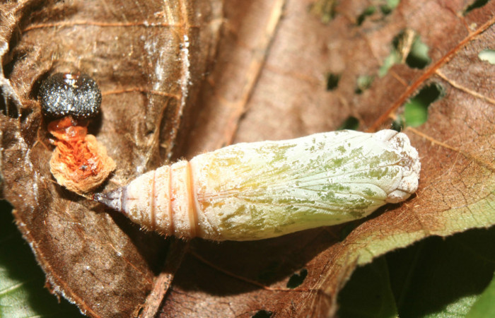 Figura 8. Pupa de <i>Carrhenes calidius</i> (Hesperiidae), vista dorsal localidad Medrano Estación Quica Sector Pitilla ACG (380m). Voucher: 13-SRNP-71320-DHJ702936.jpg.
