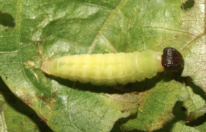 Figura 7. Prepupa de  <i>Carrhenes calidius</i> (Hesperiidae), vista dorsal localidad Medrano Estación Quica Sector Pitilla ACG (380m). Voucher: 13-SRNP-71384-DHJ702966.jpg.