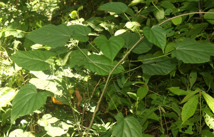 Figura 11. Planta hospedera de <i>Carrhenes calidius</i> (Hesperiidae), esta planta se llama <i>Byttneria catalpifolia</i> (Malvaceae), localidad Medrano Estación Quica Sector Pitilla ACG (380m).