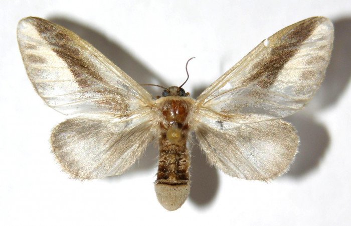 Figura 14. Adulto (hembra), <i>Mesoscia dumilla</i> (Megalopygidae). (02-SRNP-1683-DHJ329856).
