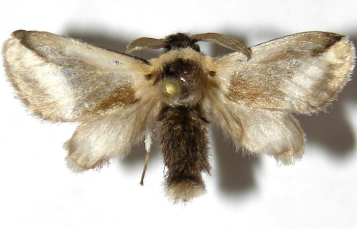 Figura 15. Adulto (Macho), <i>Mesoscia dumilla</i> (Megalopygidae). (03-SRNP-20561-DHJ329862).