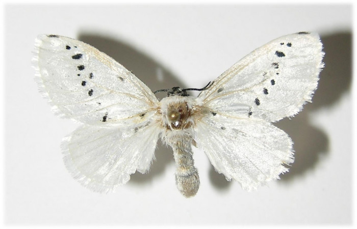Figura 12. Adulto (hembra), <i>Mesoscia unifasciata</i> (Megalopygidae). (05-SRNP-5757- DHJ335746)