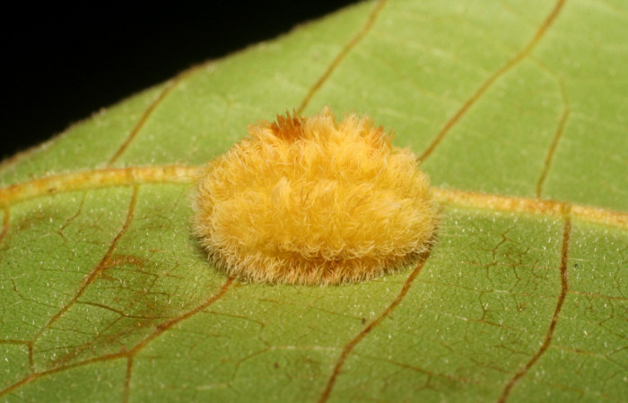Figura 2. Detalle lateral, <i>Mesoscia unifasciata</i> (Megalopygidae). (06-SRNP-43863- DHJ417390).
